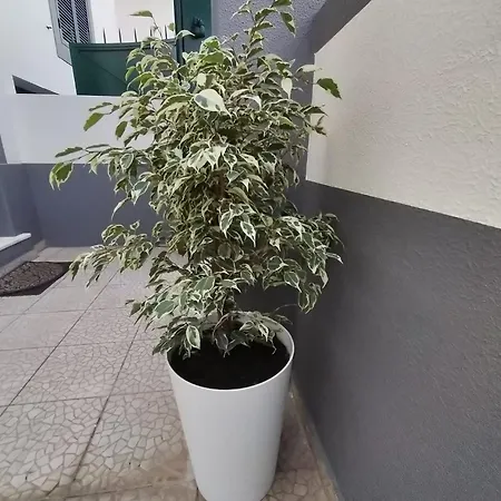 Apartament Hortasol A Funchal  Zewnętrze zdjęcie