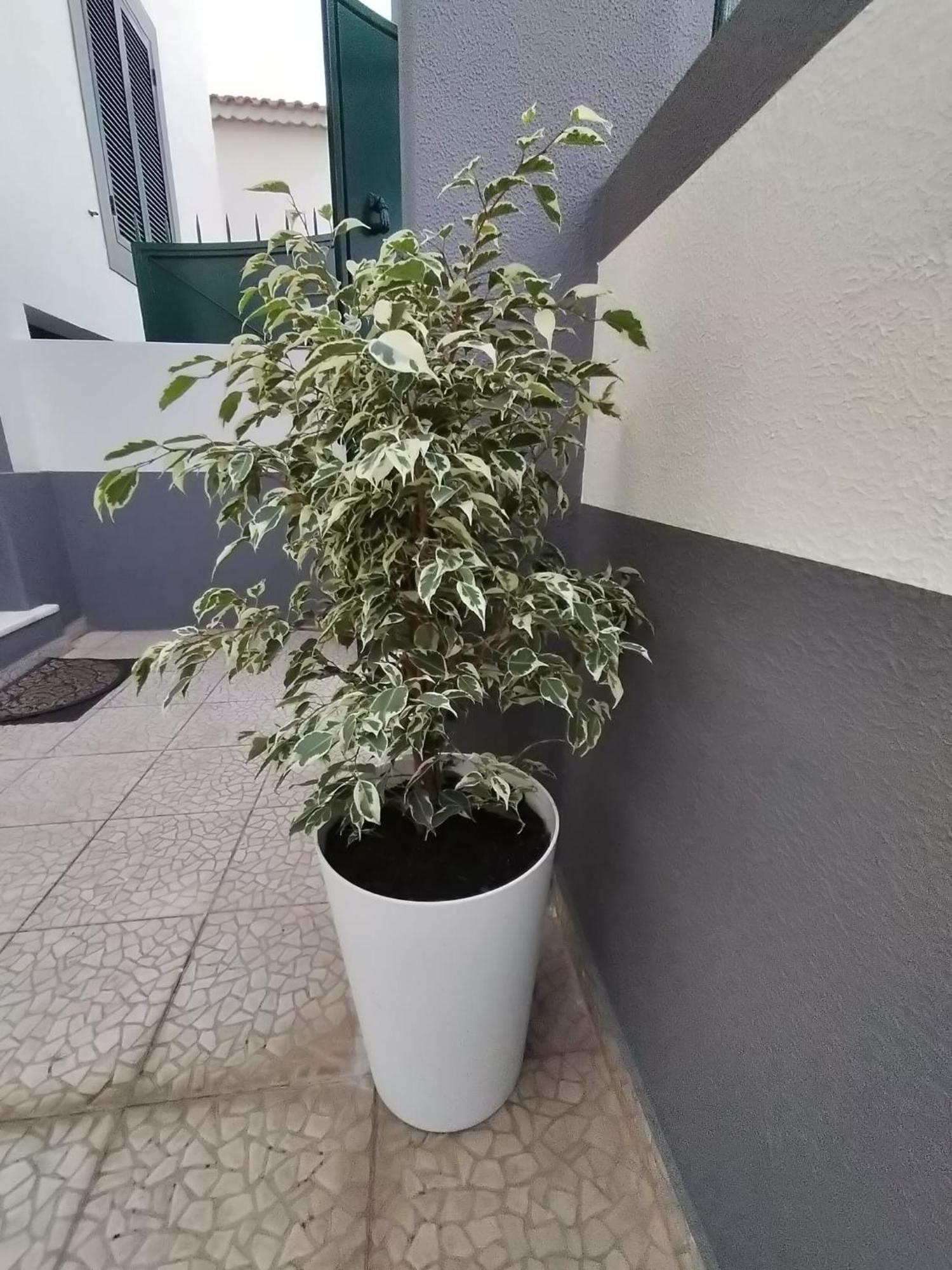 Apartment Hortasol A *