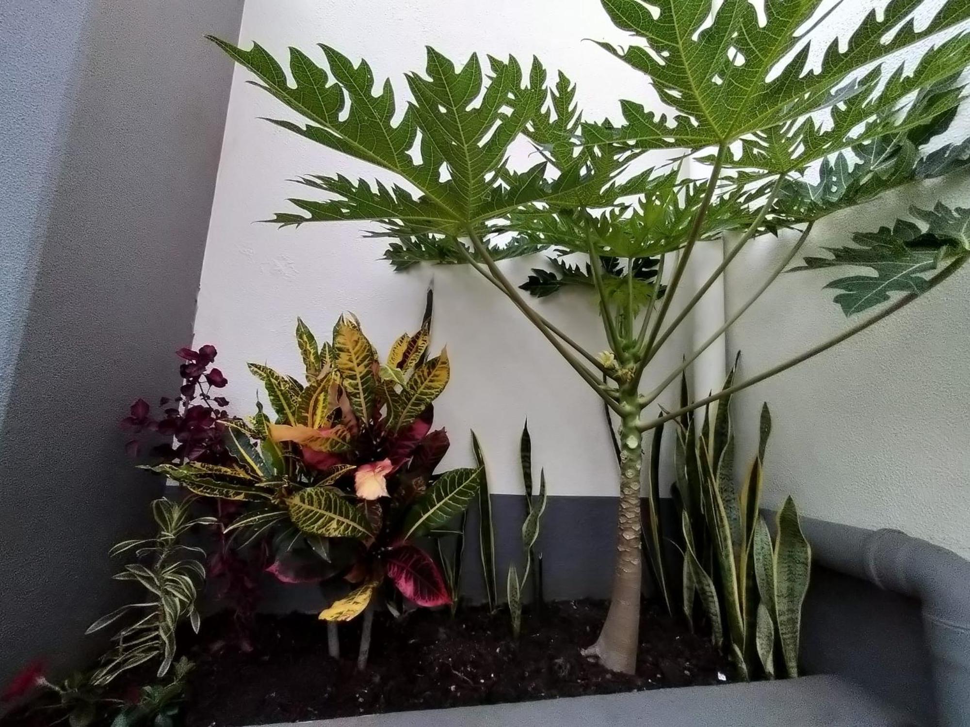Hortasol A Funchal (Madeira)